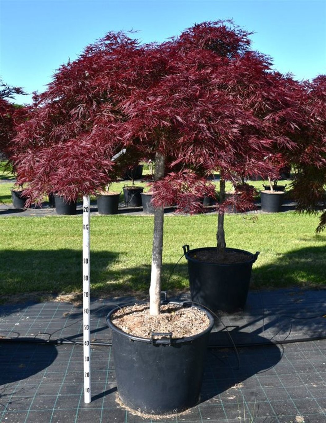 Acer pal. 'Stella Rossa' - 120 CM Stem Cont.